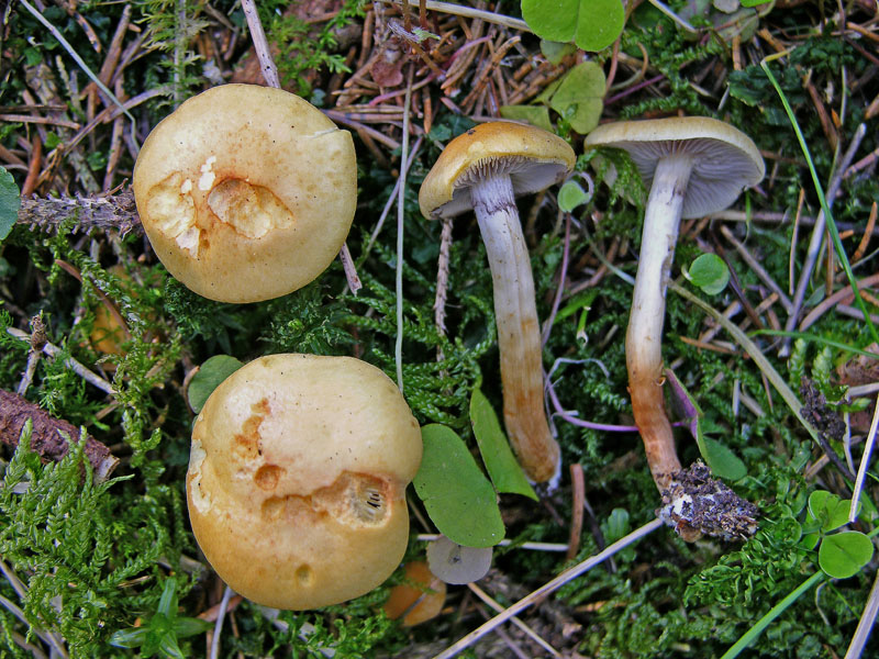 Ritrovamenti, mercoledi 10 aprile.